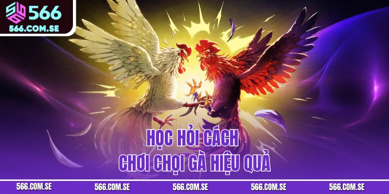 Học hỏi cách chơi chọi gà hiệu quả