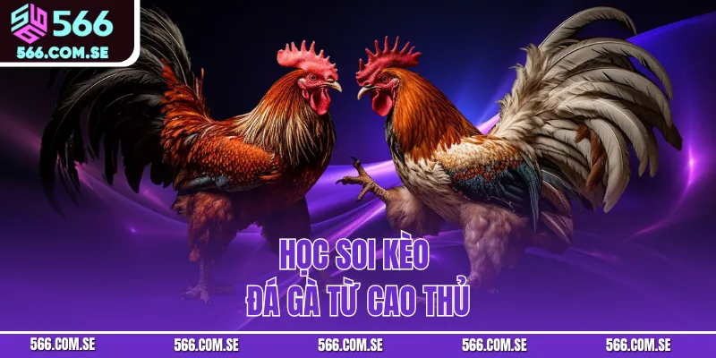 Học soi kèo đá gà từ cao thủ